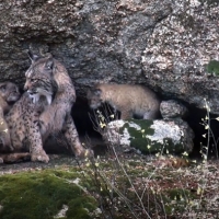 Extremadura presente en la película DEHESA, el bosque del lince ibérico