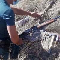 EXTREMADURA - La Guardia Civil investiga a un furtivo por abatir y despiezar un ciervo