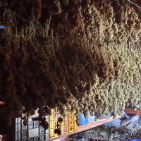 La Policía Nacional detiene a dos jóvenes por plantar marihuana en una parcela