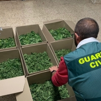 Actuaciones contra el tráfico de drogas y el cultivo de marihuana en la provincia de Cáceres