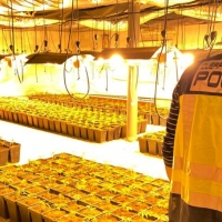 La Policía Nacional desmantela cuatro plantaciones de marihuana en Mérida