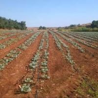 Ayudas de la PAC: 680.000 agricultores y ganaderos se beneficiaran del anticipo