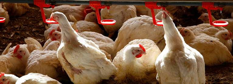 El sector del pollo lanza un SOS: “Vamos a perder lo equivalente a meses de trabajo”