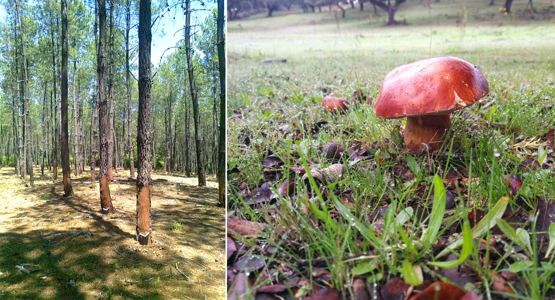 Abierta la convocatoria para la mejora de producciones forestales en Extremadura