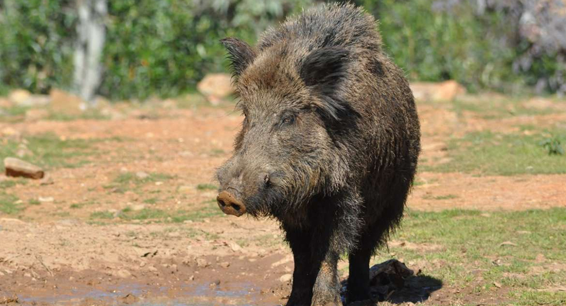 Paso importante para controlar la población de jabalíes en Extremadura