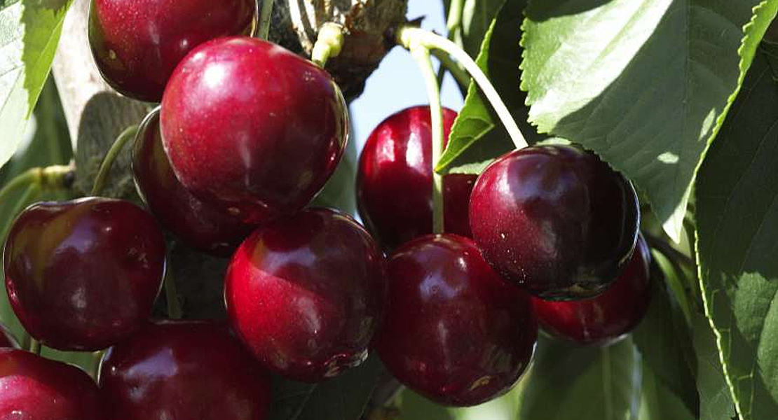 Aprueban los estatutos de la Denominación de Origen Protegida Cereza del Jerte