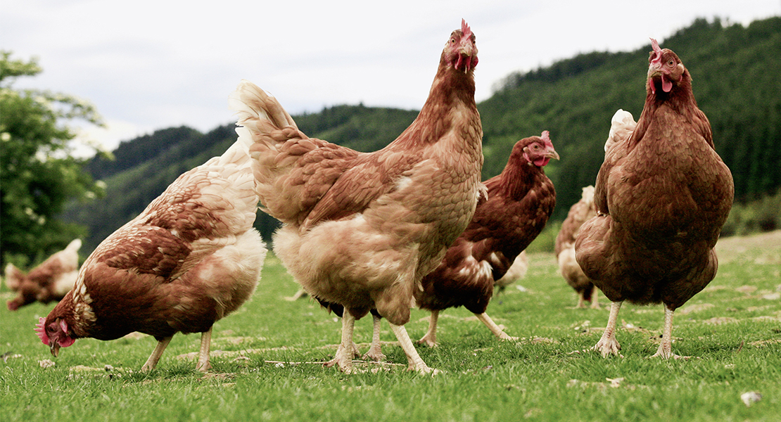 Elevan a "alto" el nivel a riesgo de gripe aviar en España