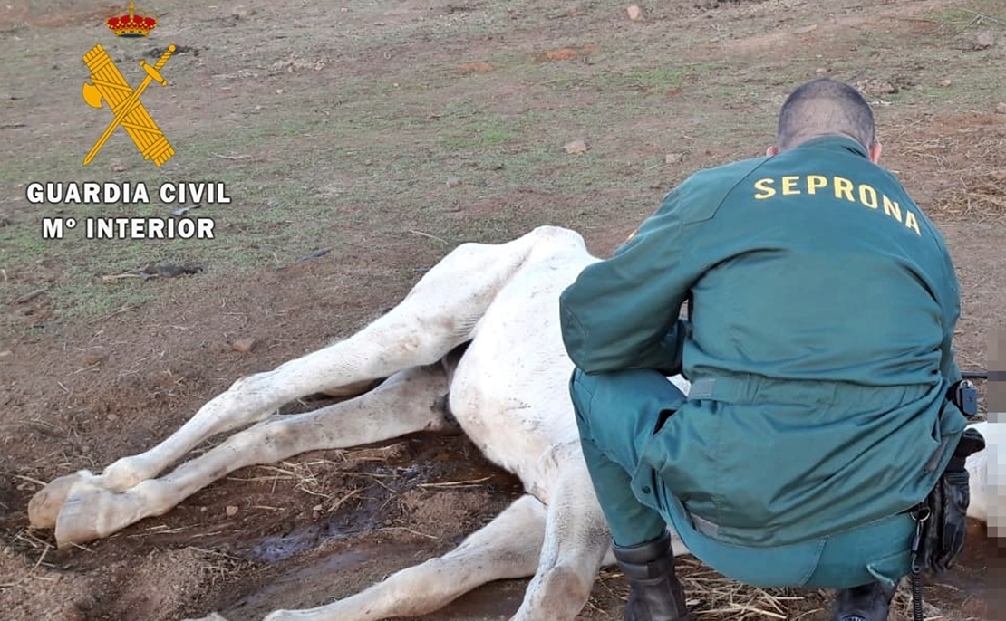 Investigan a un vecino de Zafra por delito de maltrato animal con resultado mortal