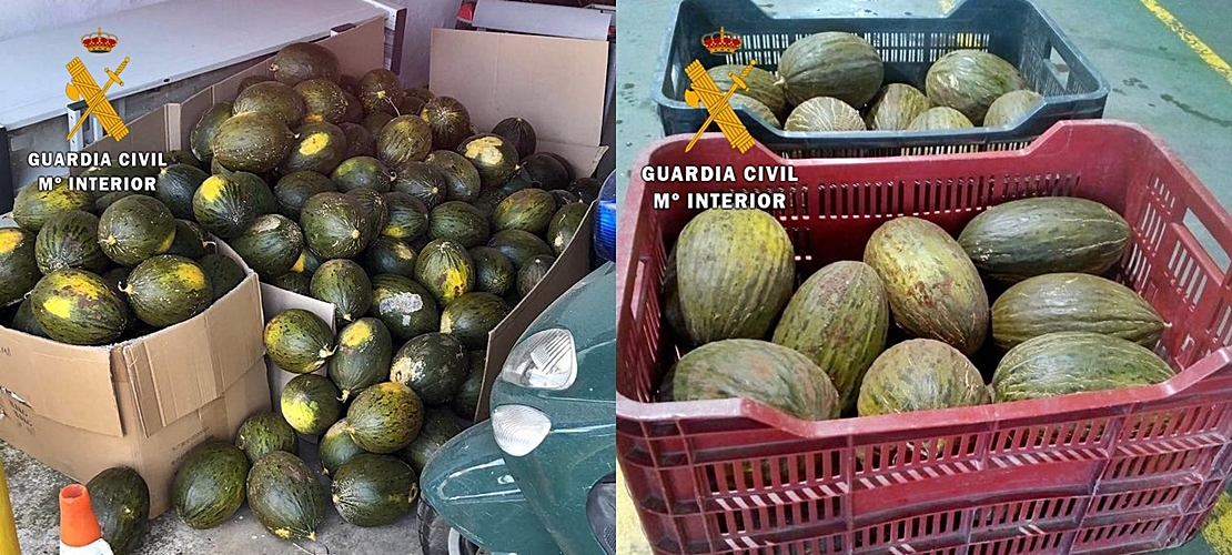 Investigados por sustraer más de una tonelada de melones y sandías en una explotación extremeña