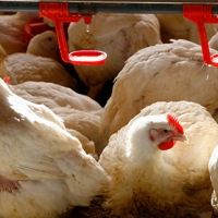 El sector del pollo lanza un SOS: “Vamos a perder lo equivalente a meses de trabajo”