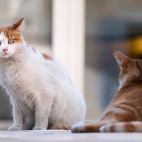 Encuentran gatos muertos por posible envenenamiento en Montehermoso (Cáceres)