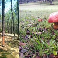 Abierta la convocatoria para la mejora de producciones forestales en Extremadura