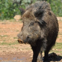 Paso importante para controlar la población de jabalíes en Extremadura