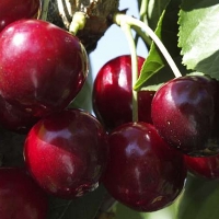 Aprueban los estatutos de la Denominación de Origen Protegida Cereza del Jerte