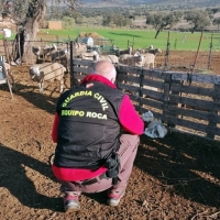 Recuperan un centenar de cabezas de ganado ovino sustraídas de una explotación ganadera extremeña