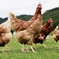 Elevan a alto el nivel de riesgo de gripe aviar en España