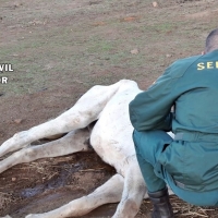 Investigan a un vecino de Zafra por delito de maltrato animal con resultado mortal