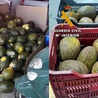 Investigados por sustraer más de una tonelada de melones y sandías en una explotación extremeña