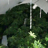 Desmantelan una plantación de marihuana “indoor” en una vivienda en Badajoz