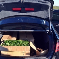 Interceptan un vehículo que transportaba 1.350 plantones de marihuana en Miajadas