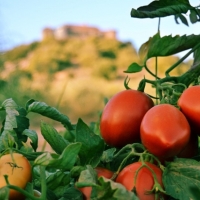 Nace un proyecto para mejorar la calidad del tomate