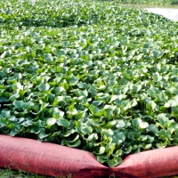 Cs pide luchar contra especies invasoras y mejorar la movilidad en el Puente de la Universidad