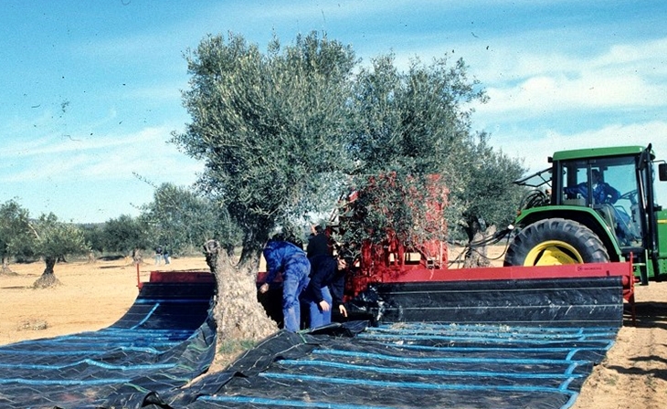 La Junta abona las ayudas al almacenamiento privado del aceite de oliva