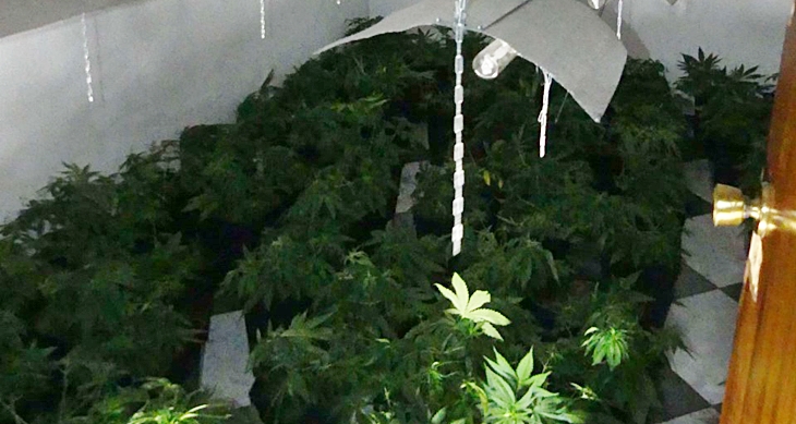 Desmantelan una plantación de marihuana “indoor” en una vivienda en Badajoz
