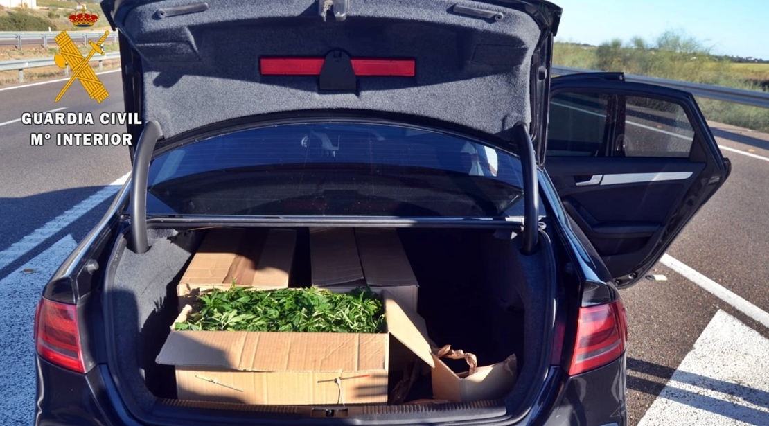Interceptan un vehículo que transportaba 1.350 plantones de marihuana en Miajadas