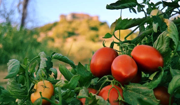 Mejorar la calidad del tomate desde la semilla
