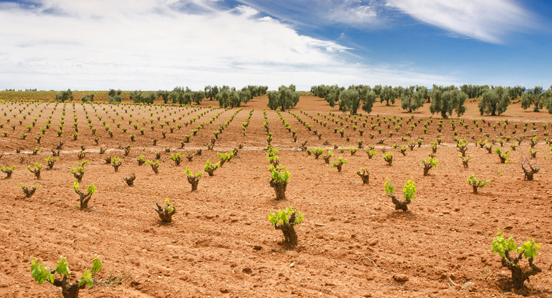 La Junta resuelve ayudas a inversiones a 14 bodegas en Extremadura