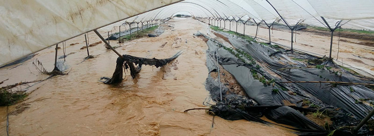 UPA propone que se tengan en cuenta los costes de producción al contratar un seguro agrario