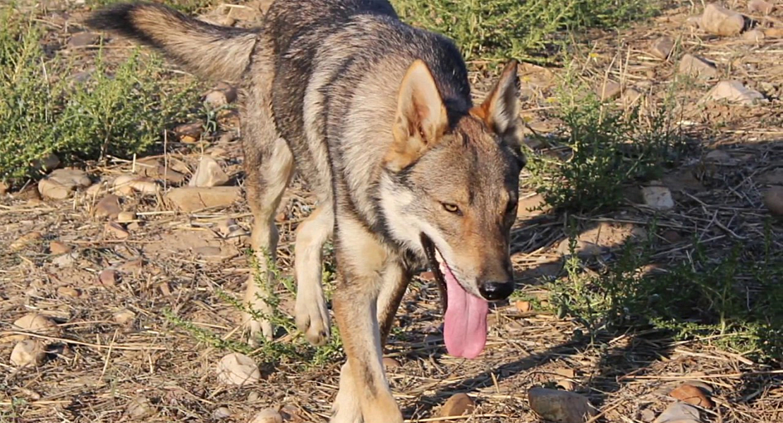 Ecologistas en Acción reclama a Teresa Ribera la protección inmediata del lobo en España