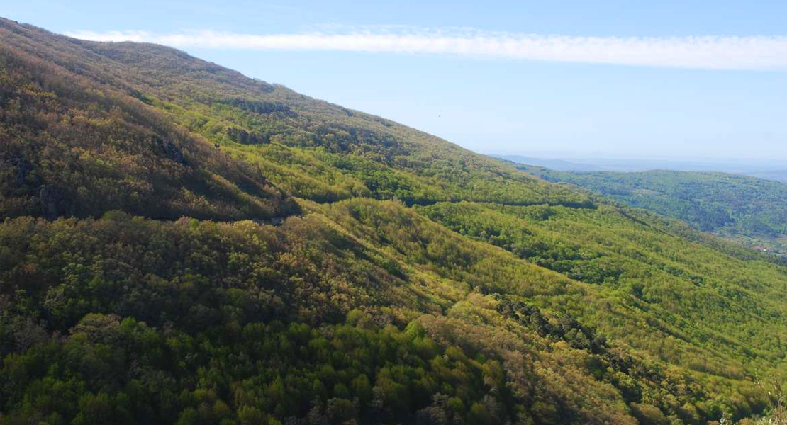 Un estudio documenta la distribución geográfica de los robles ibéricos durante el Cuaternario Tardío