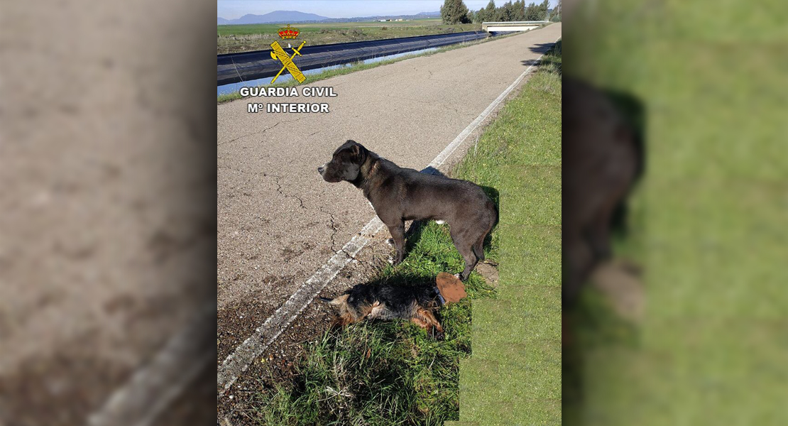 La Guardia Civil rescata a dos perros, uno de ellos sin vida, del canal de Orellana