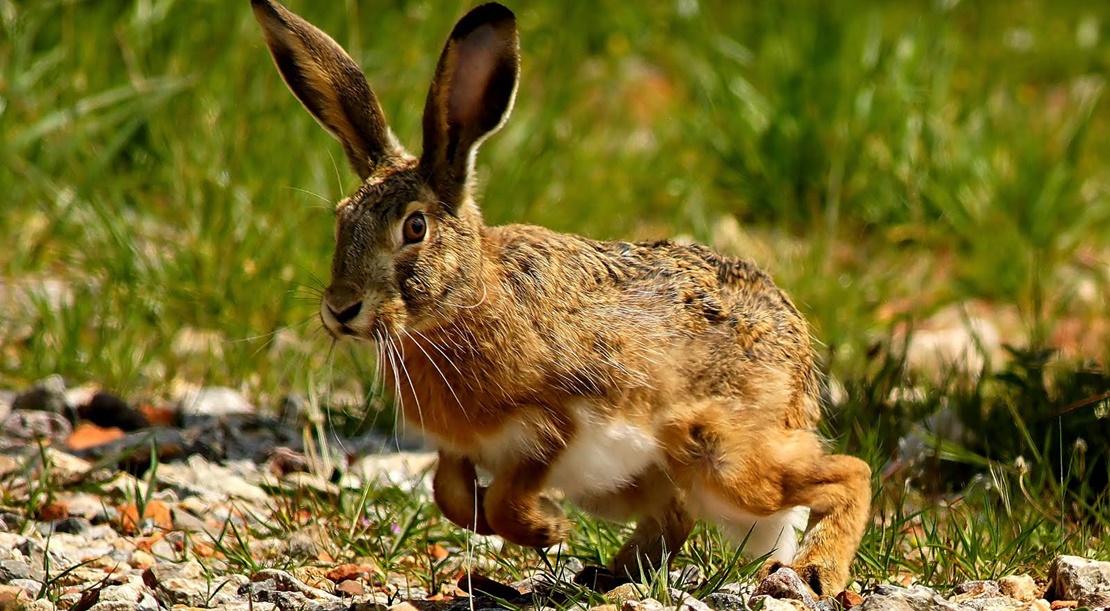FEDEXCAZA advierte de una situación &quot;crítica&quot; de la fauna menor, del conejo y de la liebre