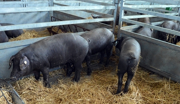 Ecologistas:“El Estado tiene que tomar medidas para regular la ganadería intensiva”
