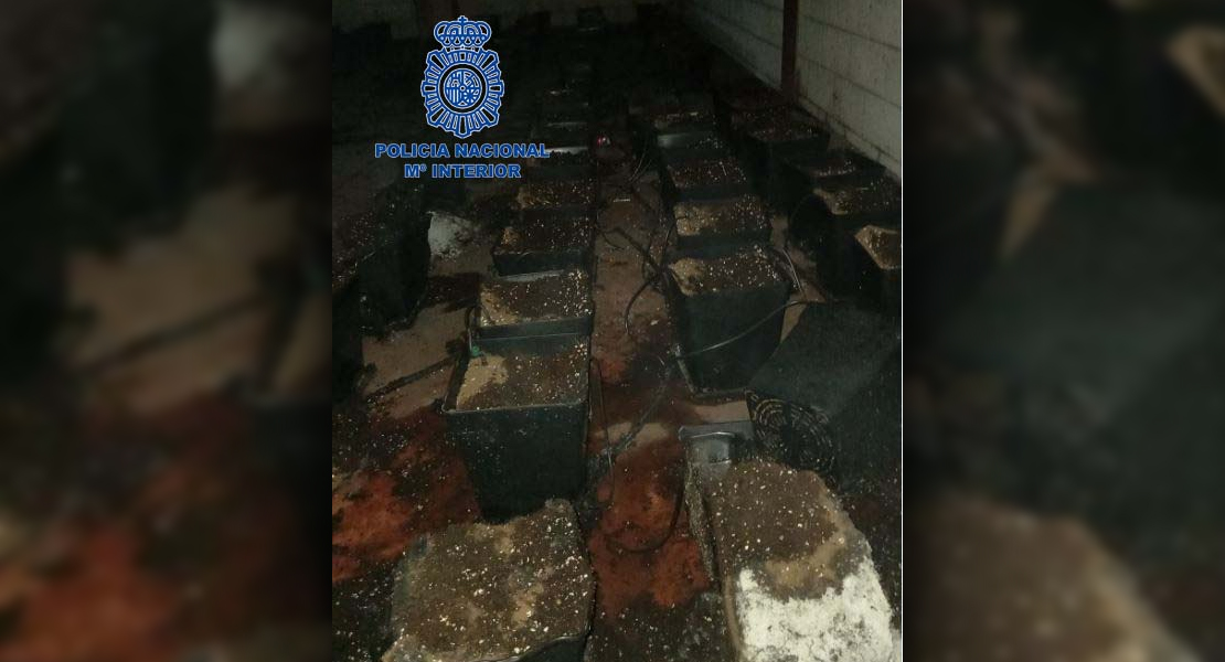 Dos jóvenes detenidos por gestionar la plantación de marihuana incendiada en 'El Nevero' (Badajoz)