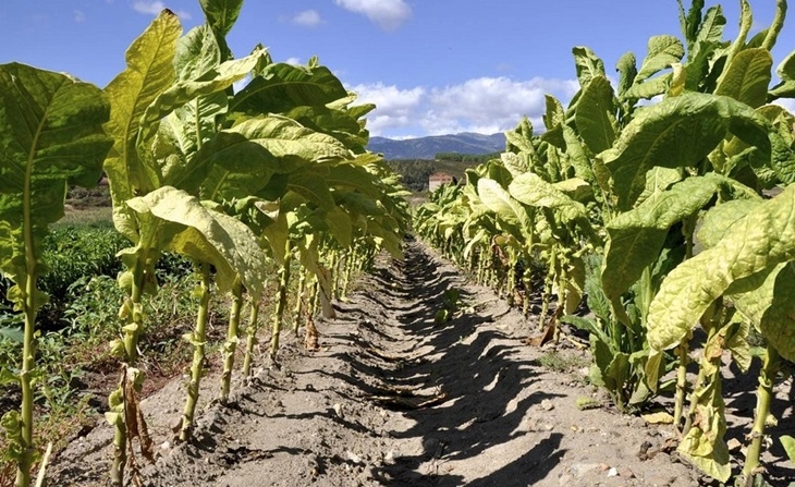Cs defiende que el sector del tabaco es “prioritario” para la región