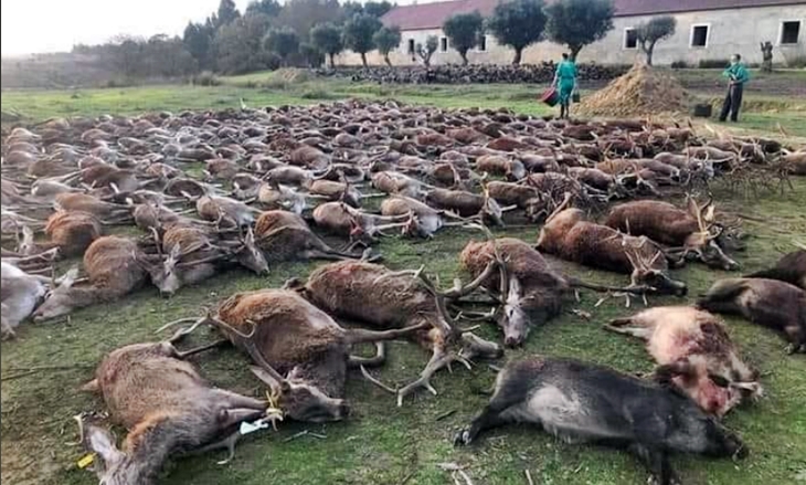 El sector cinegético extremeño en contra de la muerte de 500 animales en Portugal
