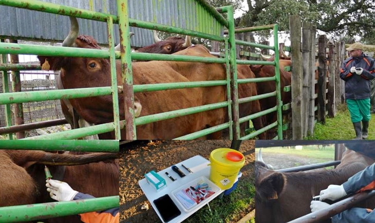 Desciende la prevalencia de la tuberculosis bovina en explotaciones ganaderas de Extremadura