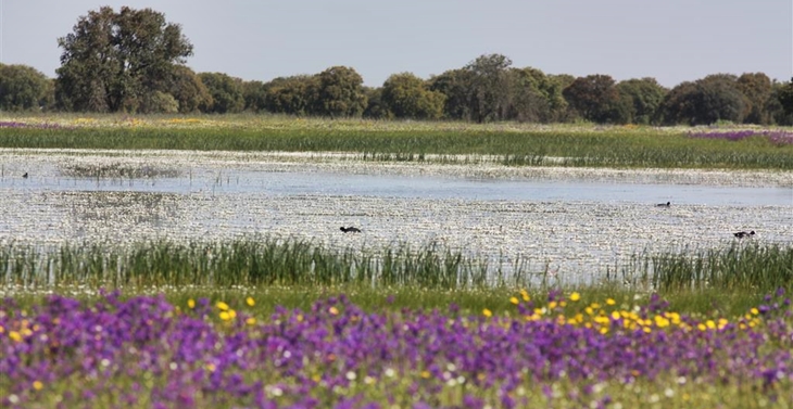 Ecologistas: “El Complejo Lagunar de La Albuera en peligro”