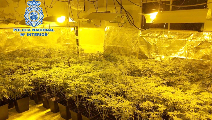 La Policía Nacional desmantela una plantación de marihuana “indoor”