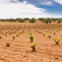 14 bodegas extremeñas recibirán cerca de 4 millones de euros en ayudas