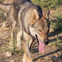 Ecologistas en Acción reclama a Teresa Ribera la protección inmediata del lobo en España