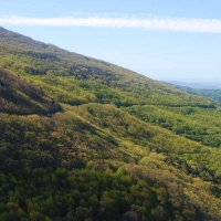 Un estudio documenta la distribución geográfica de los robles ibéricos durante el Cuaternario Tardío