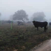 Unas 500 reses extremeñas recorren 250 kilómetros por diferentes CCAA