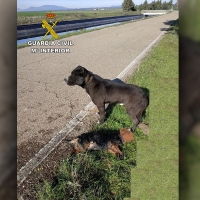 La Guardia Civil rescata a dos perros, uno de ellos sin vida, del canal de Orellana