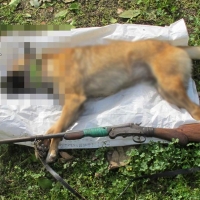 Un anciano, principal sospechoso por la muerte de un perro en La Vera