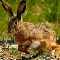FEDEXCAZA advierte de &quot;situación crítica&quot; en la fauna menor, conejo y liebre